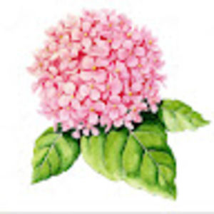 Meet your Posher, Gracie